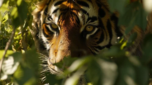 Closeup of a Majestic Tiger's Face | Golden Eyes | Orange Fur