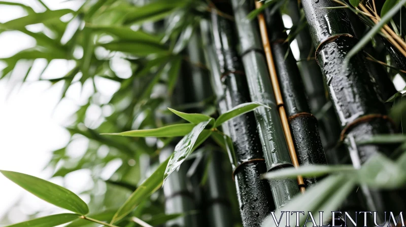Close-Up of a Towering Bamboo Forest AI Image