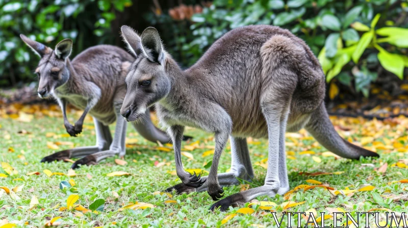 Captivating Image of Grey Kangaroos on Grass with Green Leaves AI Image