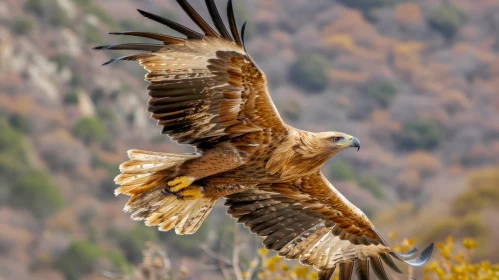Graceful Flight of a Majestic Eagle
