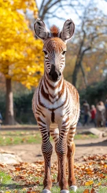 Zebra in Autumn