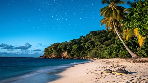 Starry Night Beach with Resting Turtles