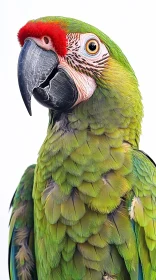 Colorful Macaw Close-Up