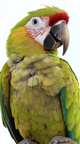 Colorful Parrot Close-Up