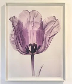 Botanical Tulip Illustration