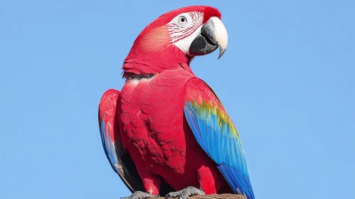 Colorful Parrot Perched