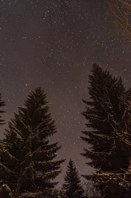 Night Sky and Tree Silhouettes Under the Stars