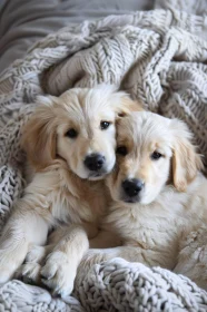 Cute Golden Retriever Pair Relaxing