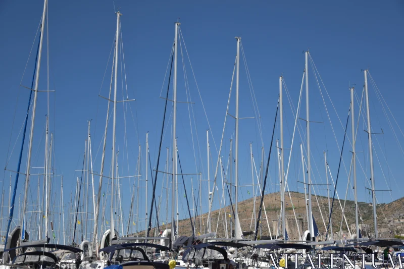 PHOTO Array of Sailboat Masts