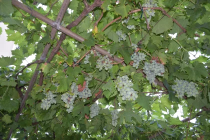 Tranquil Grape Vine Canopy