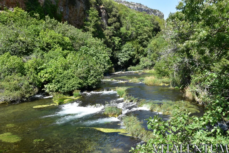 Idyllic Forest Stream View Free Stock Photo