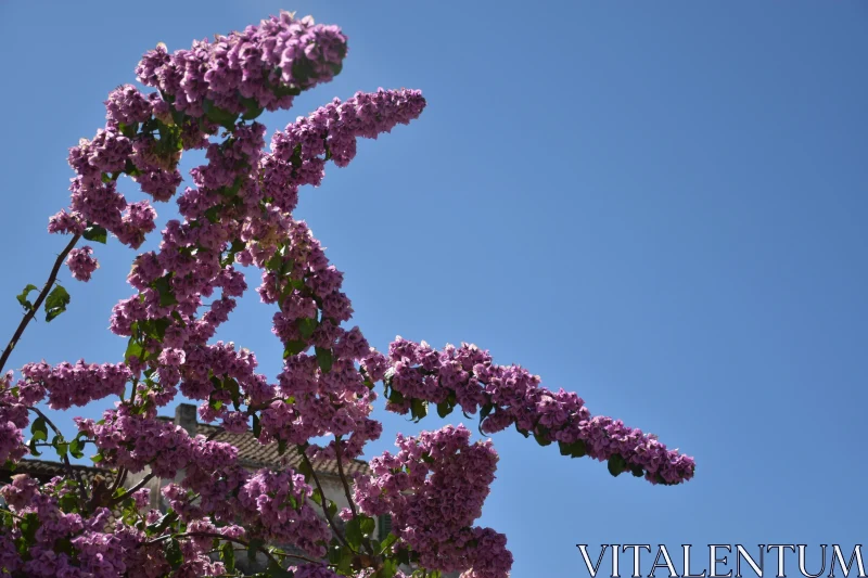 PHOTO Lilac Blossoms in Springtime