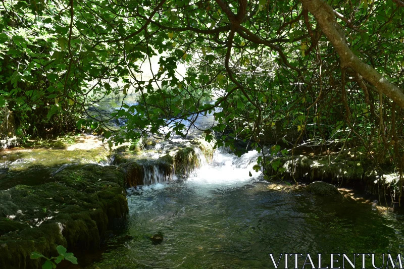 Serene Forest Waterfall Free Stock Photo