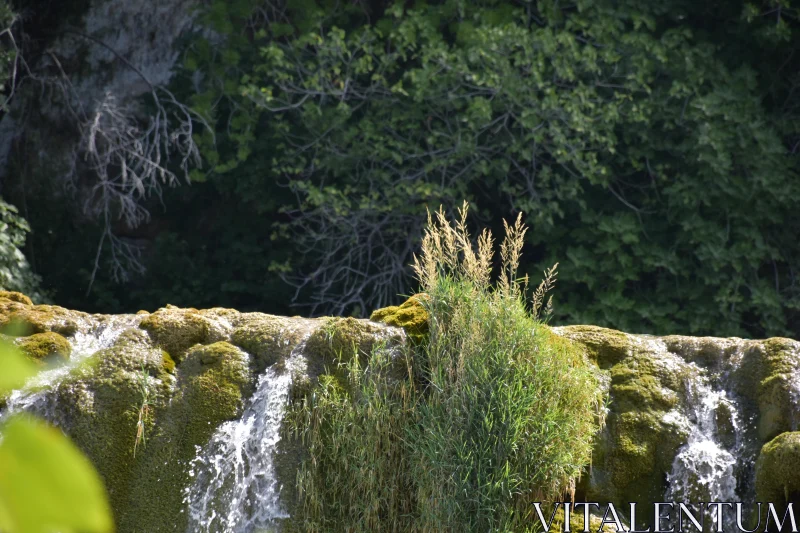 PHOTO Serene Cascade Amidst Mossy Rocks