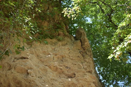 Greenery Against a Rugged Rockface