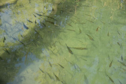 Serene Aquatic Life Reflection