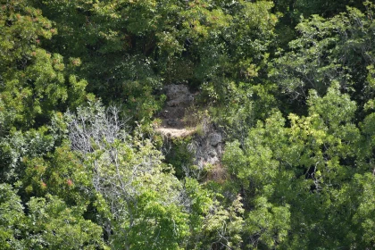 Forest Foliage and Rocky Terrain