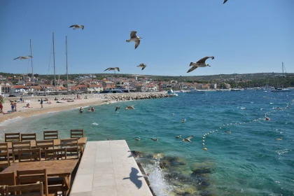 Seaside Panorama with Birds