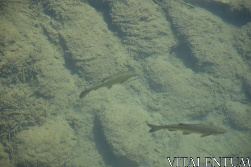 PHOTO Natural Underwater Scene with Fish