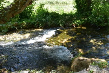 Peaceful Water Flow Surrounded by Nature