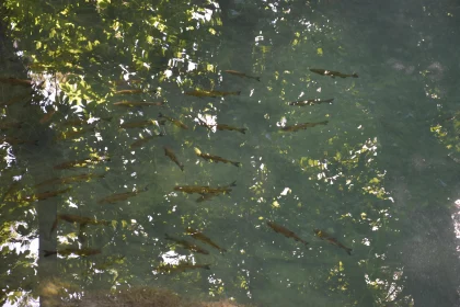 Peaceful School of Fish in Green Waters