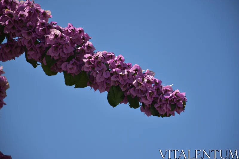 PHOTO Bougainvillea in Full Bloom