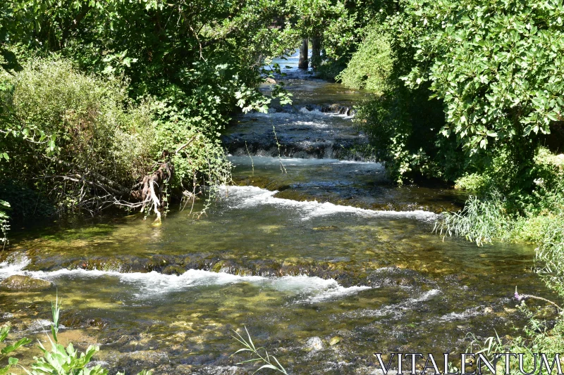 Peaceful Stream in Green Forest Free Stock Photo