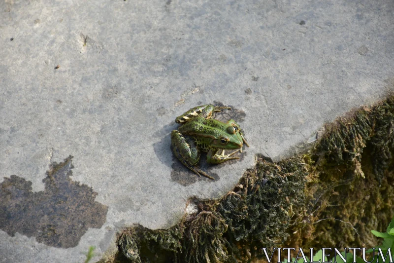 Frog on Stone Free Stock Photo