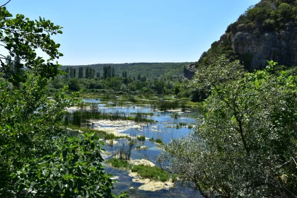 Serene Wetlands and Lush Greenery