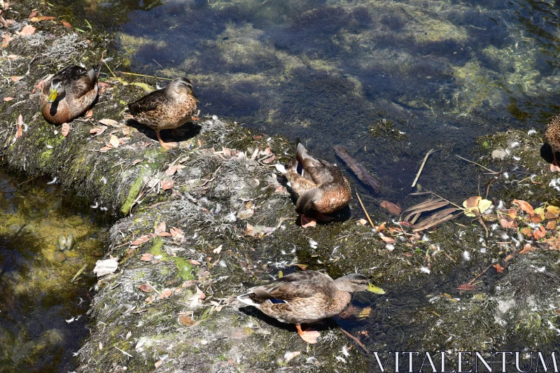 Ducks on a Riverbank Free Stock Photo