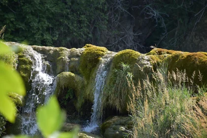 Waterfall and Greenery in Forest