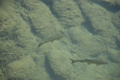 Natural Underwater Scene with Fish