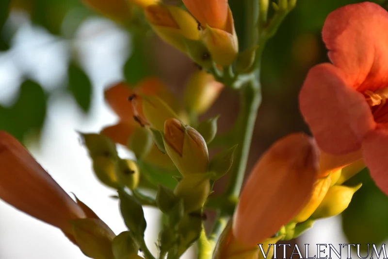 PHOTO Orange Blossoms Up Close