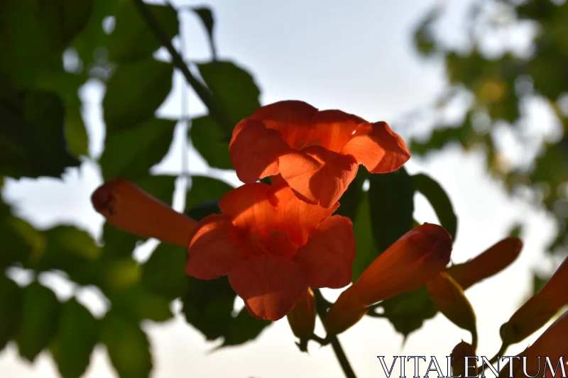 PHOTO Sunlit Trumpet Vine Bloom