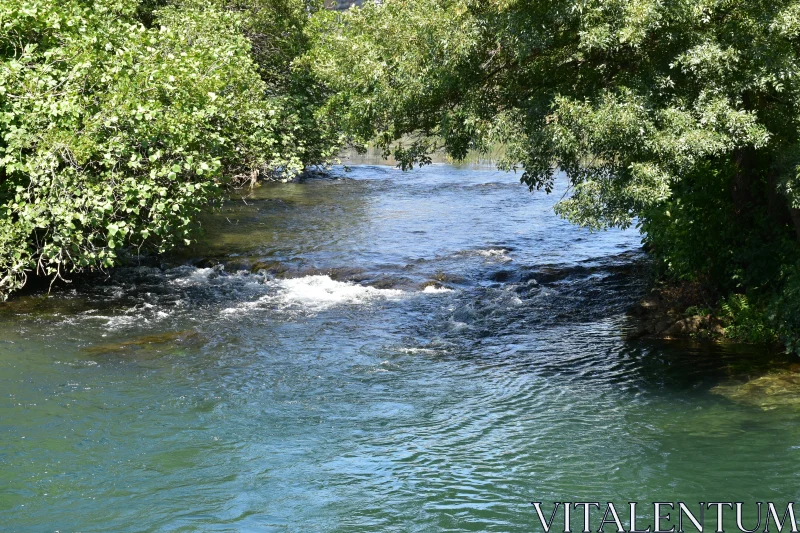 Peaceful Waters under Verdant Canopy Free Stock Photo