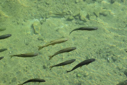 Serene Fish in a Clear River