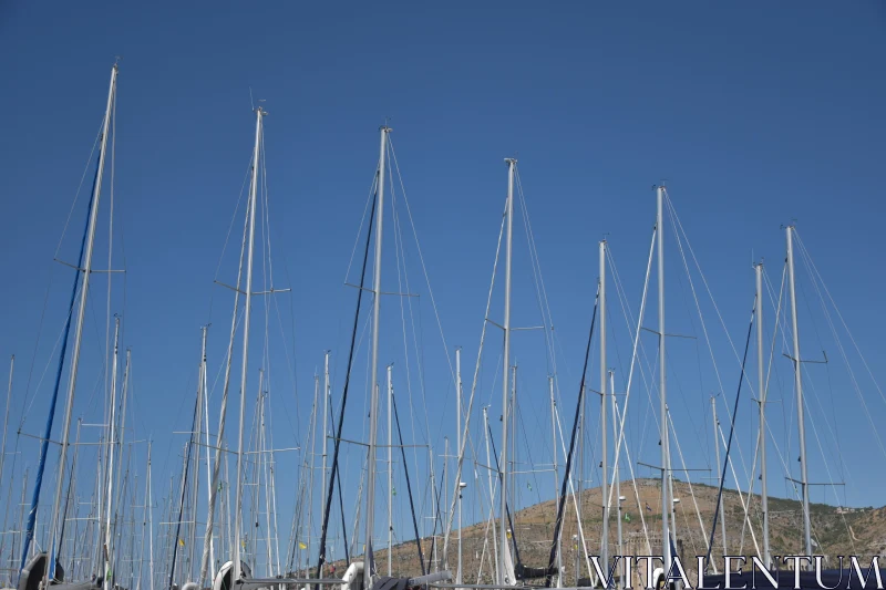 PHOTO Sailboat Masts in a Scenic Harbor