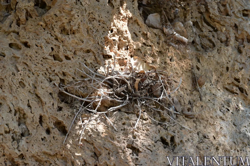 Nest and Rock Patterns Free Stock Photo