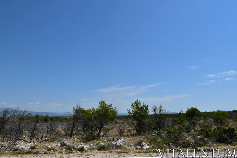 PHOTO Serene Wilderness Under a Clear Blue Sky