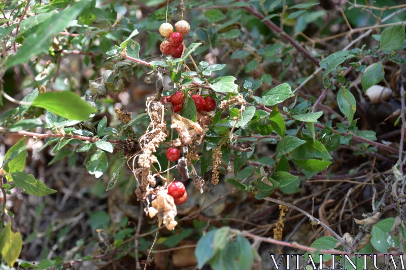 Red Berries Surrounded by Leaves Free Stock Photo