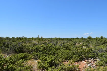 Vast Greenery with Open Sky