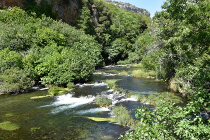 Idyllic Forest Stream View