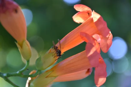 Wasp and Orange Flowers