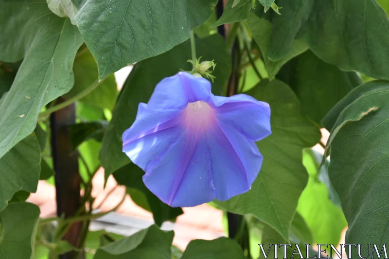 Blue-Purple Morning Glory in Garden Free Stock Photo