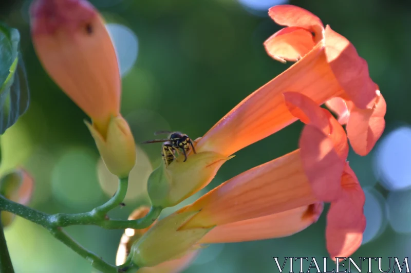 PHOTO Bee on Vibrant Trumpet Flowers