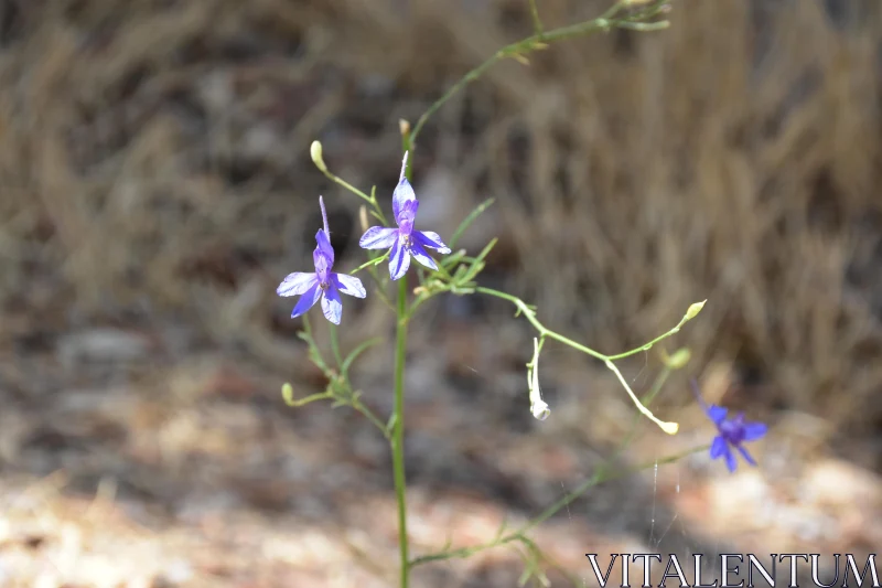 Wild Purple Bloom Free Stock Photo