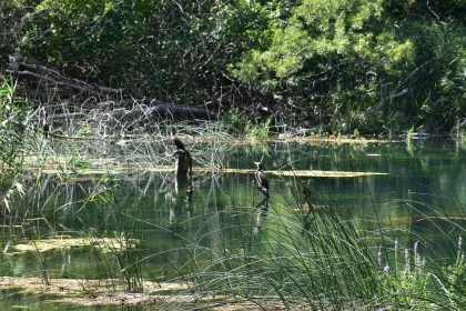 Wetland with Resting Cormorants