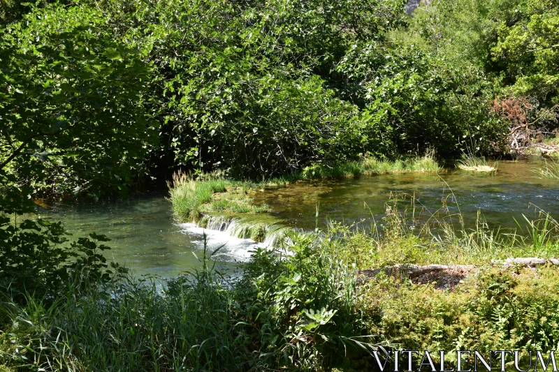 PHOTO Peaceful Flowing Stream in Forest