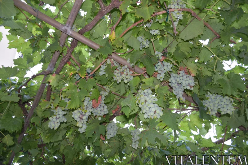 PHOTO Tranquil Grape Vine Canopy