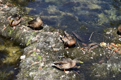 Ducks on a Riverbank